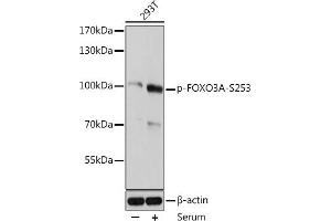 Western blot analysis of extracts of 293T cells, using Phospho-FOXO3A-S253 antibody (ABIN6135225, ABIN6136084, ABIN6136085 and ABIN6225643) at 1:2000 dilution. (FOXO3 Antikörper  (pSer253))