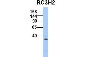 Host:  Rabbit  Target Name:  RC3H2  Sample Type:  721_B  Antibody Dilution:  1. (RC3H2 Antikörper  (Middle Region))