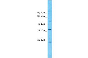 Western Blotting (WB) image for anti-Mitochondrial Calcium Uniporter Regulator 1 (MCUR1) (Middle Region) antibody (ABIN2782009)