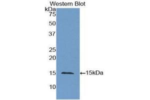 Western Blotting (WB) image for anti-Carcinoembryonic Antigen Gene Family (CEA) (AA 448-572) antibody (ABIN1858356) (CEA Antikörper  (AA 448-572))