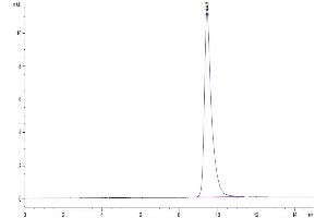 The purity of Cynomolgus IL-6 is greater than 95 % as determined by SEC-HPLC. (IL-6 Protein (AA 28-212) (His tag))