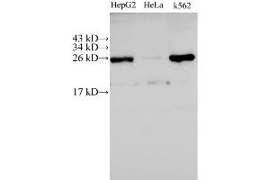 Western Blot analysis of HepG2, Hela and K562 cells using C21orf33 Polyclonal Antibody at dilution of 1:500 (C21orf33 Antikörper)