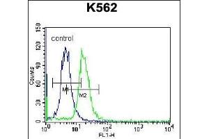 ABCD2 Antibody (C-term) (ABIN656554 and ABIN2845816) flow cytometric analysis of K562 cells (right histogram) compared to a negative control cell (left histogram). (CCL17 Antikörper  (C-Term))