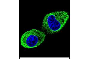 Confocal immunofluorescent analysis of TUBB2B Antibody (N-term) (ABIN655881 and ABIN2845283) with HepG2 cell followed by Alexa Fluor 488-conjugated goat anti-rabbit lgG (green). (TUBB2B Antikörper  (N-Term))