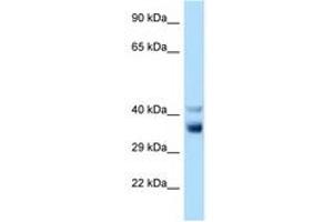 Image no. 1 for anti-NEK7 (NEK7) (C-Term) antibody (ABIN6748080) (NEK7 Antikörper  (C-Term))