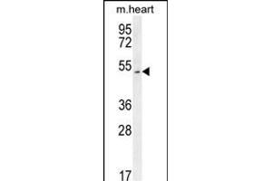 SLC10A4 Antibody (C-term) (ABIN654208 and ABIN2844051) western blot analysis in mouse heart tissue lysates (35 μg/lane). (SLC10A4 Antikörper  (C-Term))