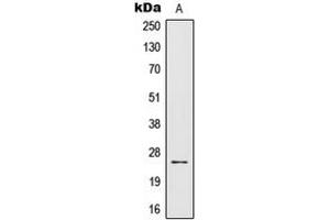 Western blot analysis of IL-32 expression in Jurkat (A) whole cell lysates. (IL32 Antikörper  (C-Term))