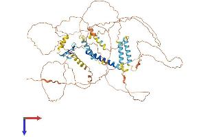 HJURP Protein (AA 1-667) (His tag)