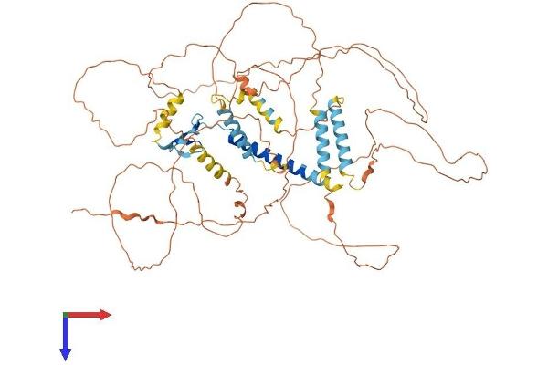 HJURP Protein (AA 1-667) (His tag)
