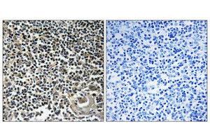 Immunohistochemistry (IHC) image for anti-Cerebellin 4 Precursor (CBLN4) (C-Term) antibody (ABIN1851074) (CBLN4 Antikörper  (C-Term))