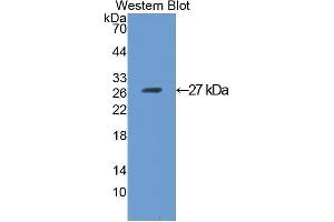 Western Blotting (WB) image for anti-Angiopoietin 4 (ANGPT4) (AA 270-490) antibody (ABIN1077790)
