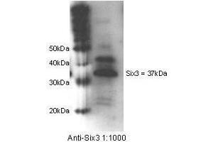 Anti-Six3 Antibody - Western Blot. (SIX3 Antikörper  (Internal Region))