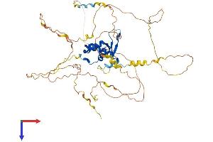 FOXC2 Protein (AA 1-501) (His tag)