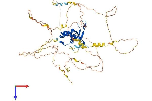 FOXC2 Protein (AA 1-501) (His tag)