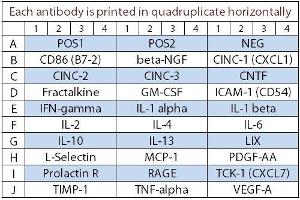 Image no. 1 for Rat Cytokine Array Q3 (ABIN625806) (Ratte Cytokine Array Q3)