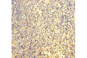 Immunohistochemistry of paraffin-embedded human spleen tissue using ABIN7164055 at dilution of 1:100 (POU3F2 Antikörper  (AA 1-443))