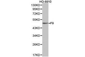 Western Blotting (WB) image for anti-Coagulation Factor IX (F9) antibody (ABIN1872631)