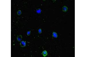 Immunofluorescent analysis of MCF-7 cells using ABIN7165948 at dilution of 1:100 and Alexa Fluor 488-congugated AffiniPure Goat Anti-Rabbit IgG(H+L) (PPM1H Antikörper  (AA 73-289))