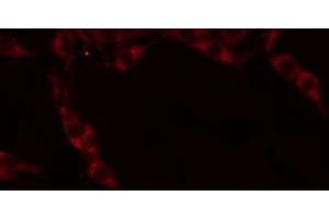 ABIN6274670 staining RAW264. (GRID1 Antikörper  (Internal Region))