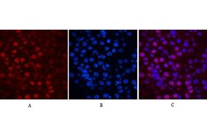 Immunofluorescence analysis of mouse kidney tissue. (Histone H2B Antikörper)