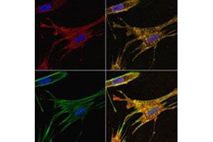 WI-38 (primary human fibroblasts) treated with IFITM3 polyclonal antibody (Red). (IFITM3 Antikörper  (N-Term))