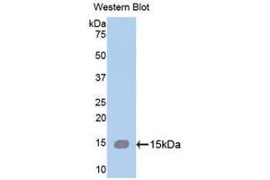 Western Blotting (WB) image for anti-Spectrin alpha Chain, Brain (SPTAN1) (AA 289-408) antibody (ABIN1172700)