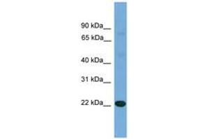 Image no. 1 for anti-Interleukin 17D (IL17D) (N-Term) antibody (ABIN6745212) (IL17D Antikörper  (N-Term))