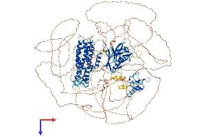 FGD5 Protein (AA 1-1462) (His tag)