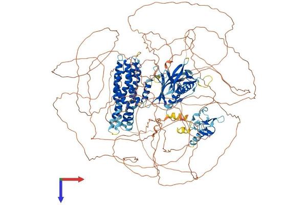 FGD5 Protein (AA 1-1462) (His tag)