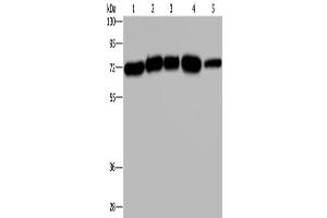 Western Blotting (WB) image for anti-HIV-1 Rev Binding Protein (HRB) antibody (ABIN2429076) (AGFG1 Antikörper)
