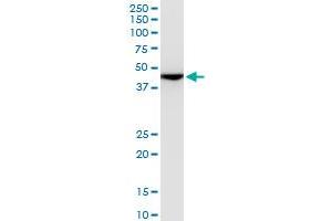 ENO1 monoclonal antibody (M08), clone 5F4. (ENO1 Antikörper  (AA 1-434))