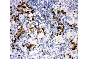 IHC-P: MPO antibody testing of rat spleen tissue