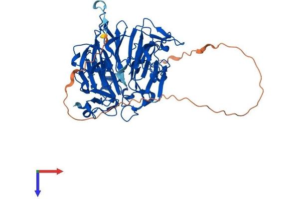 RCC2 Protein (AA 1-522) (His tag)