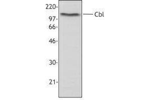 Western Blotting (WB) image for anti-Cas-Br-M (Murine) Ecotropic Retroviral Transforming Sequence (CBL) antibody (ABIN2665478) (CBL Antikörper)