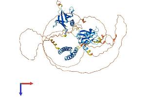 SH2B2 Protein (AA 1-621) (His tag)
