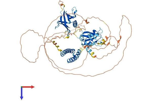 SH2B2 Protein (AA 1-621) (His tag)