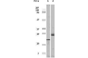 Western blot analysis using 4E-BP1 mouse mAb against truncated 4E-BP1 recombinant protein (1) and A431 cell lysate (2). (eIF4EBP1 Antikörper)