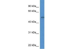 WB Suggested Anti-Nfia Antibody   Titration: 1. (NFIA Antikörper  (C-Term))