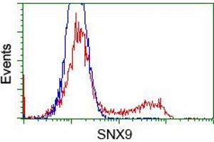 Image no. 2 for anti-Sorting Nexin 9 (SNX9) antibody (ABIN1501044) (SNX9 Antikörper)