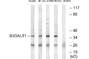 Western blot analysis of extracts from HepG2 cells, Jurkat cells, COLO cells and HUVEC cells, using B3GALT1 antibody. (B3GALT1 Antikörper)
