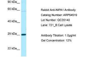 Western Blotting (WB) image for anti-Non Imprinted In Prader Willi/Angelman Syndrome Region Protein 1 (NIPA1) (C-Term) antibody (ABIN2789860) (NIPA1 Antikörper  (C-Term))