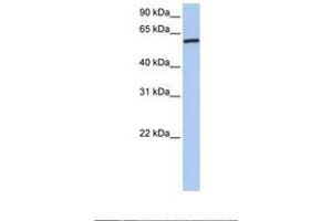 Image no. 1 for anti-Cortactin (CTTN) (AA 110-159) antibody (ABIN6738809) (Cortactin Antikörper  (AA 110-159))
