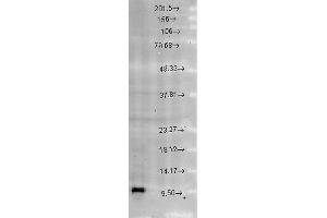 Western blot analysis of Rat brain cell lysates showing detection of Cpn10 protein using Rabbit Anti-Cpn10 Polyclonal Antibody . (HSPE1 Antikörper  (AA 91-101) (Atto 488))