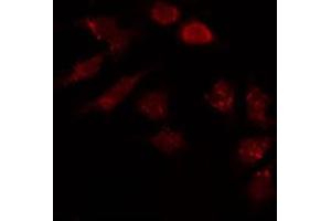 ABIN6274013 staining HepG2 by IF/ICC. (HAPLN1 Antikörper  (N-Term))