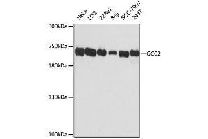 Western blot analysis of extracts of various cell lines, using GCC2 antibody. (GCC2 Antikörper  (AA 1-300))