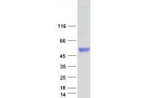 Western Blotting (WB) image for Neuronal Pentraxin II (NPTX2) protein (Myc-DYKDDDDK Tag) (ABIN2727185)