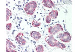 Anti-RXFP2 / LGR8 antibody IHC staining of human breast. (RXFP2 Antikörper  (C-Term))