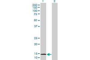 Western Blot analysis of AGR3 expression in transfected 293T cell line by AGR3 MaxPab polyclonal antibody. (AGR3 Antikörper  (AA 1-166))