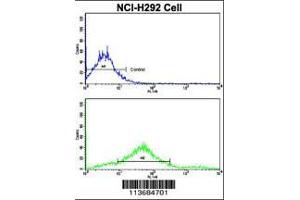 Flow cytometric analysis of NCI-H292 cells using Cadherin 7 (CDH7) Antibody (N-term)(bottom histogram) compared to a negative control cell (top histogram). (Cadherin 7 Antikörper  (N-Term))