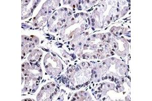FOXP4 antibody immunohistochemistry analysis in formalin fixed and paraffin embedded human stomach tissue.